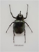 藏品(金龜科(二)外國)的圖片